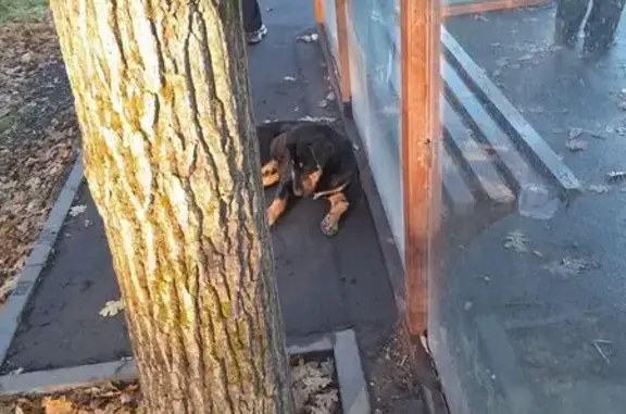 Собака с раной, Каскадная ул., Ростов-на-Дону