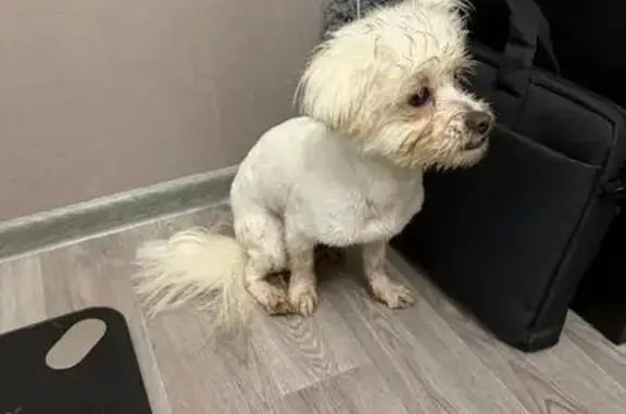 Найдена собака, Дорохово, фото: Собака найдена: Стеклозаводская 31, Дорохово