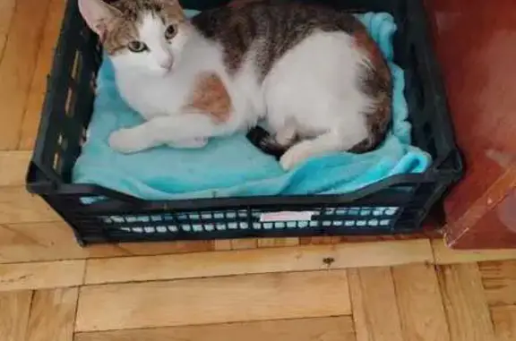 Пропала кошка, Екатеринбург, Свердл. обл.