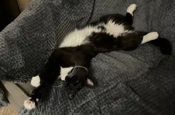 Кошки потеряшки, Самара, фото: Потеряшка кошка, Верхне-Карьерная, Самара