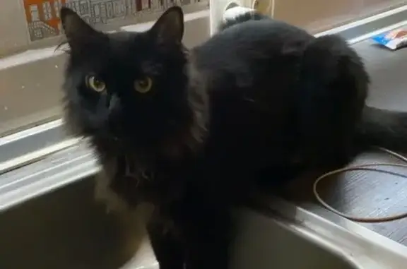 Пропала черная кошка, Ростовская 19Б