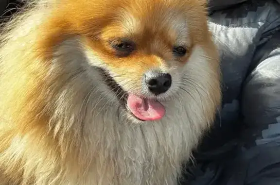 Найдена собака, Красноярск, фото: Найдена собака: Красноярск, Дальневосточная 23