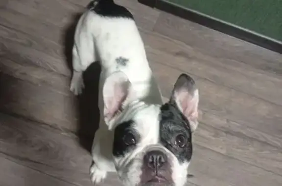 Найдена собака, Петрозаводск, фото: Собака найдена: Перттунена, 3, Петрозаводск