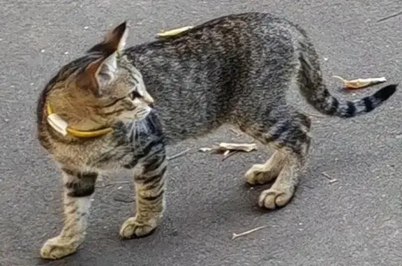 Кошки потеряшки, Набережные Челны, фото: Потеряшка кошка, 4/26, Набережные Челны