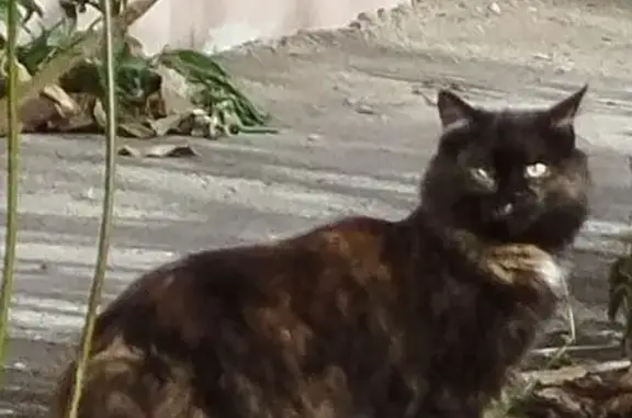 Найдена кошка, Красноярск, фото: Кошка найдена, ул. Щорса, Красноярск