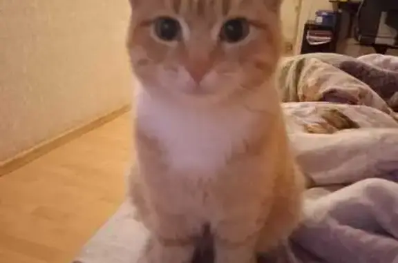 Найдена кошка, Тула, фото: Кошка найдена на ул. М. Горького, 14А/1