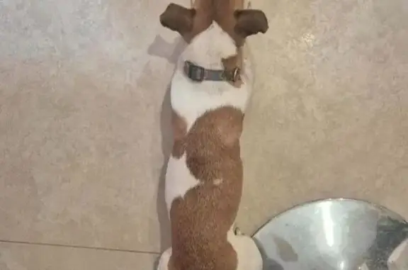 Пропала собака на Мартовицкого, 35А