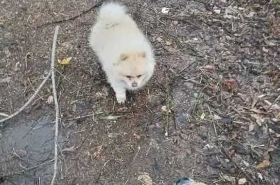 Шпиц найден: Одоевское шоссе, 17, Тула