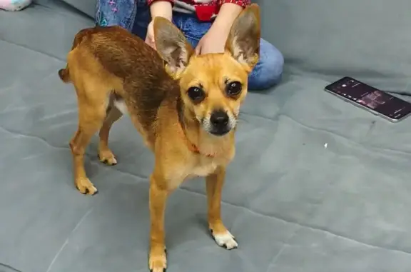 Собаки потеряшки, , фото: Потеряшка собака, Ворошилова 23