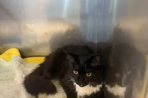 Найдена кошка, Тюмень, фото: Кошка в клинике, ул. Малыгина, 5, Тюмень