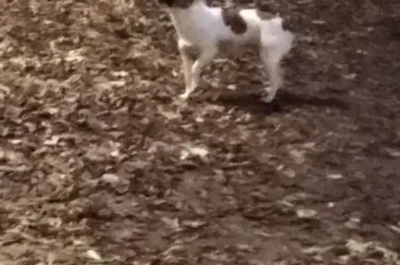 Найдена собака, Нижний Новгород, фото: Найдена собака, ул. Куйбышева 7, Н. Новгород