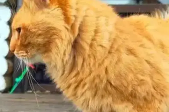 Найдена кошка, Владимирская область, фото: Кот найден в Кипревском, Владимирская обл.