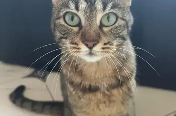 Кошки потеряшки, , фото: Потеряшка кошка Ася, Грушёвая ул., Лазурный