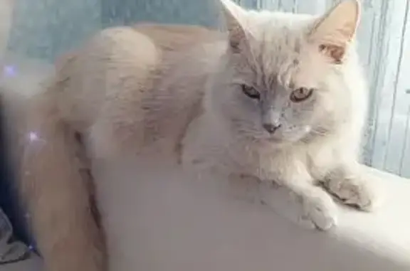 Пропала беж. кошка, Лермонтова 3, Высокий