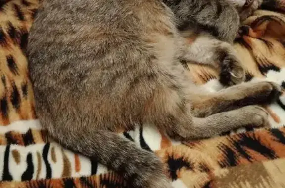 Кошки потеряшки, Ирбит, фото: Потеряшка кошка, Ирбит, ул. 50 лет Октября