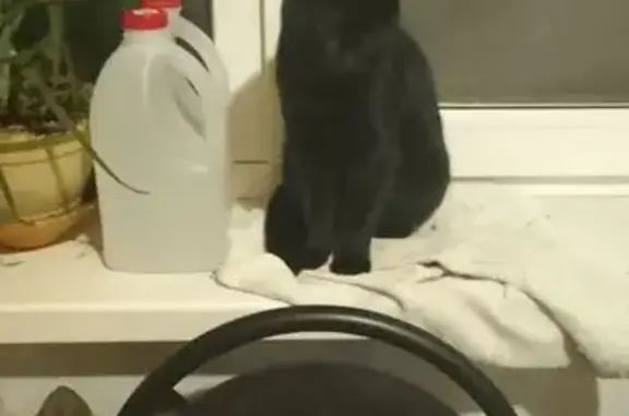 Найдена кошка, Астрахань, фото: Кошка найдена: Боевая ул., 72, Астрахань