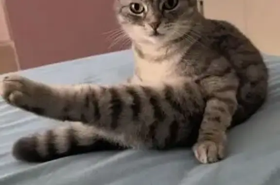 Пропала кошка, Спортивная ул., Дёмино