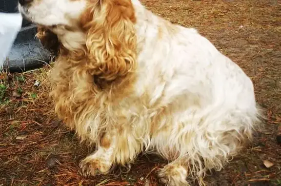 Найдена собака, Владимирская область, фото: Спаниель найдена в санатории 