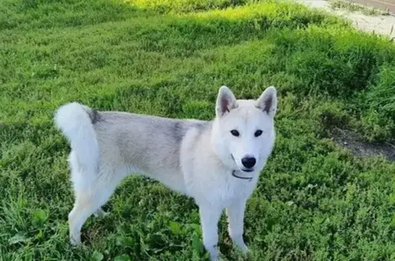 Пропала собака, Малозоркальцевское СП