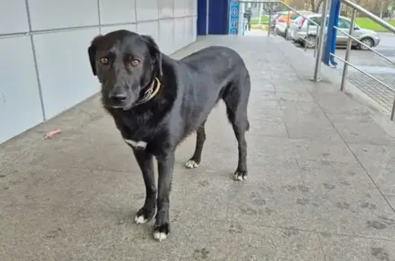 Найдена собака, Балашиха, фото: Собака найдена: ул. Нахимова, 13, Балашиха