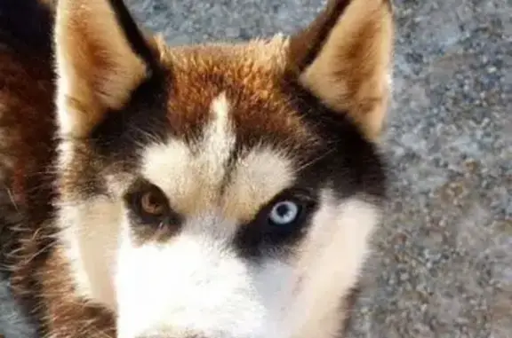 Пропала хаски, Левоегорлыкский, СК