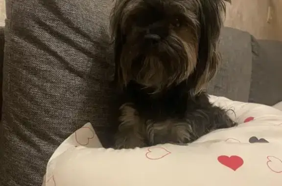 Найдена собака, Подольск, фото: Найдена собака, Подольск, ул. Комсомольская 38