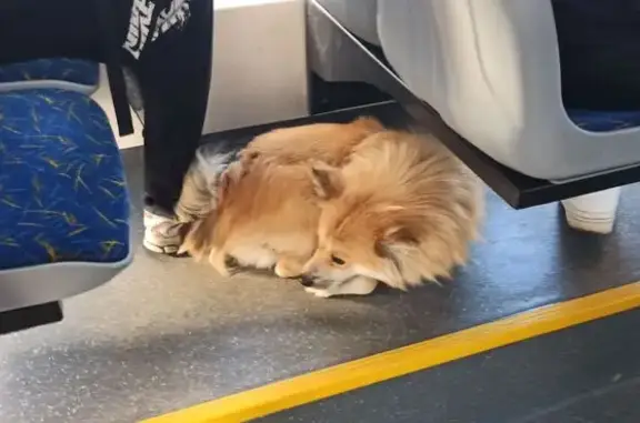 Найдена собака, Екатеринбург, фото: Собака найдена в трамвае, ул. Фрезеровщиков