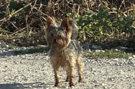 Собаки потеряшки, Новороссийск, фото: Потеряшка собака, ул. Матвеева, Новороссийск