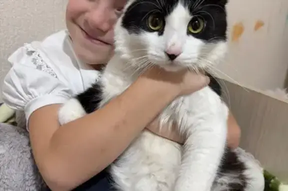 Пропала кошка, Кронштадт, Коммунистическая 5