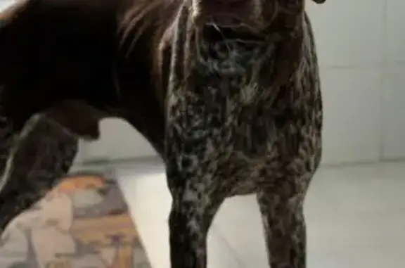 Найдена собака, ул. Беспалова 103, Симф.