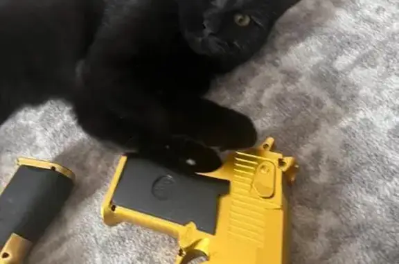 Пропала кошка, Верхнедонской пер., Ростов