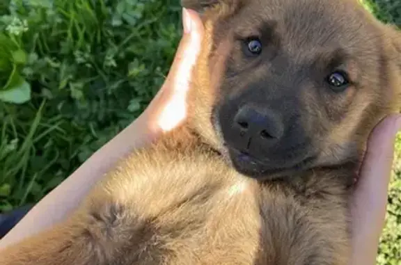 Собаки потеряшки, Абакан, фото: Потеряшка собака, ул. Павших Коммунаров, Абакан