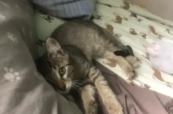 Пропала кошка, Первомайская ул., Бородино