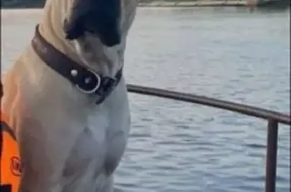 Пропала собака в Кремлёвском парке, Вел. Новгород