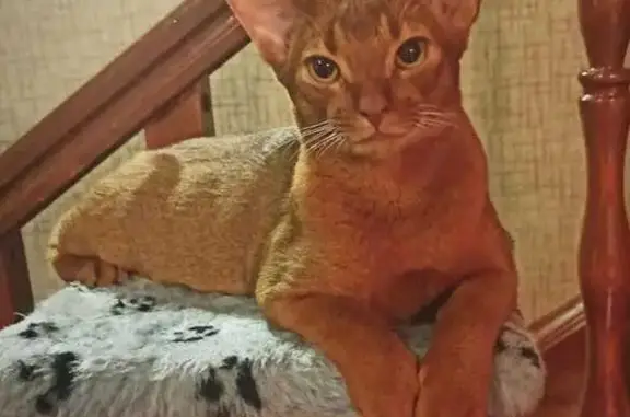 Пропала кошка, Кондрово, Калужская обл.