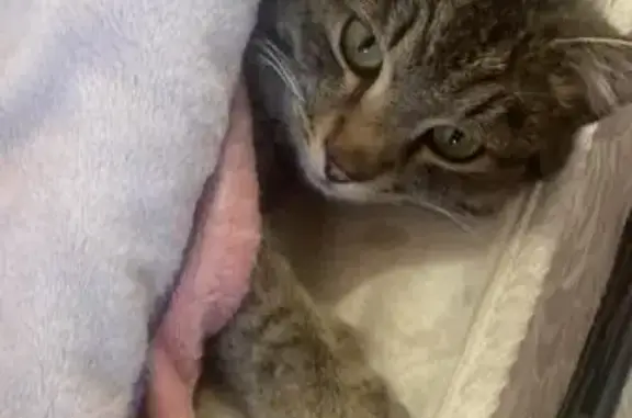 Кошки потеряшки, Иркутск, фото: Потеряшка кошка, ул. Андреева 36, Иркутск