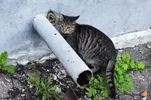 Найдена кошка, Чебоксары, фото: Кошка найдена у Пирогова, 4, Чебоксары