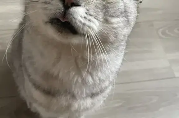 Кошки потеряшки, Сметанино, фото: Потеряшка кошка, Сметанино 46Н-03871