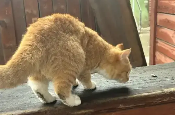 Найдена кошка, Иркутск, фото: Кошка найдена, ул. Декабрьских Событий, 74А