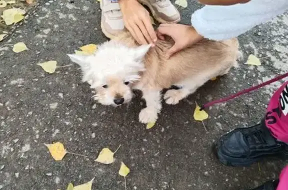 Найдена собака, Волжский, фото: Собака найдена: пр. Ленина, 118, Волжский