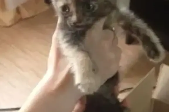 Объявления о пропавших и найденных животных, Нижний Тагил, фото: Трёхцветная кошка найдена на Пархоменко, 135