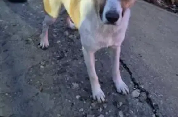 Собаки потеряшки, Саратов, фото: Потеряшка пёс Рэкс, Кавказская-Пономарева