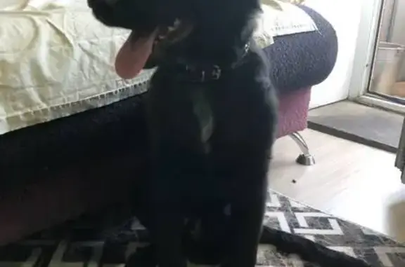 Найдена собака, Абакан, фото: Щенок найден на Маршала Жукова, 89, Абакан