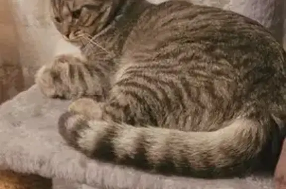 Пропала кошка, Дзержинск, Железнодорожная 44