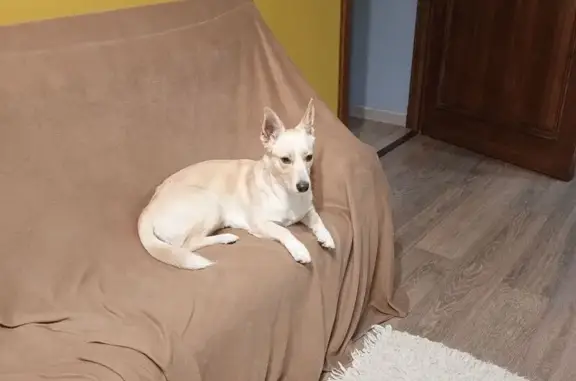 Собаки потеряшки, Новосибирск, фото: Потеряшка собака Ася, Академическая ул., Нск