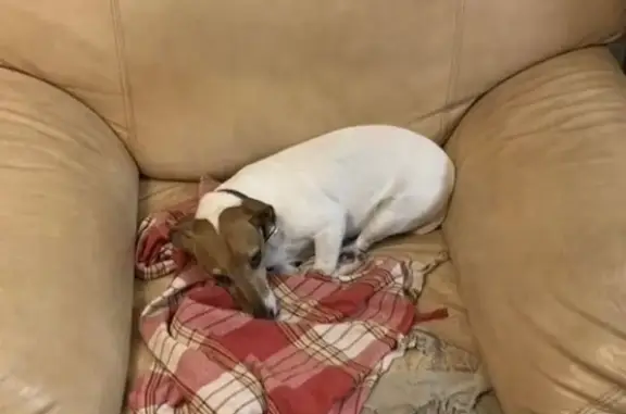 Собаки потеряшки, Талицы, фото: Потеряшка собака, Вешних Вод 48, Талицы