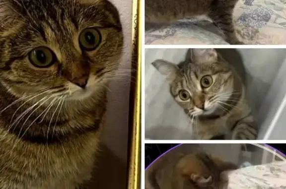 Пропала кошка, Ставропольская 160, Тюмень