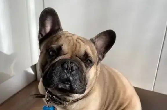 Собаки потеряшки, Нижегородская область, фото: Потеряшка собака, видели на Зайцева 8