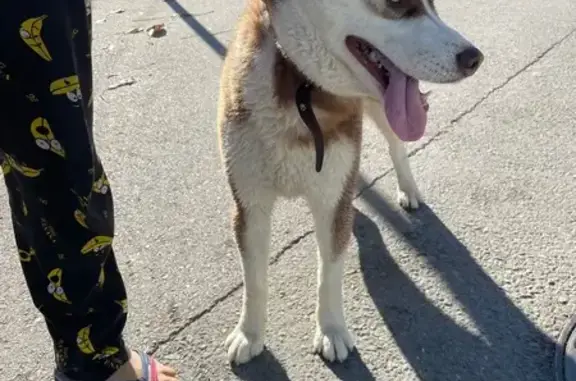 Хаски найден на Береговой, 25, Симферополь