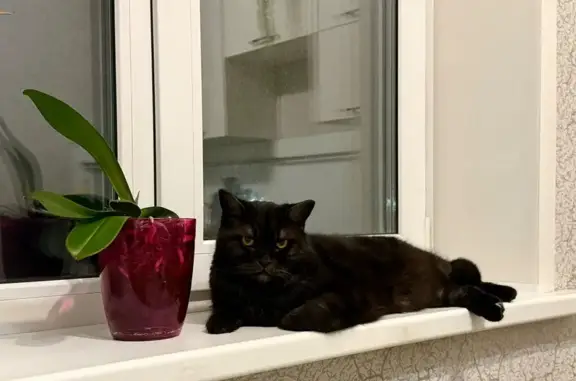 Кошки потеряшки, Бийск, фото: Потеряшка кошка, Иртышская 63, Бийск